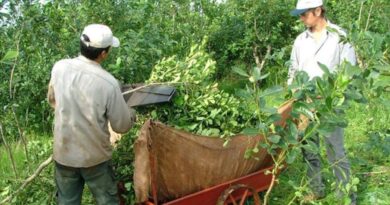 NO INICIARÁN LA ZAFRIÑA